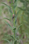 Soft goldenaster